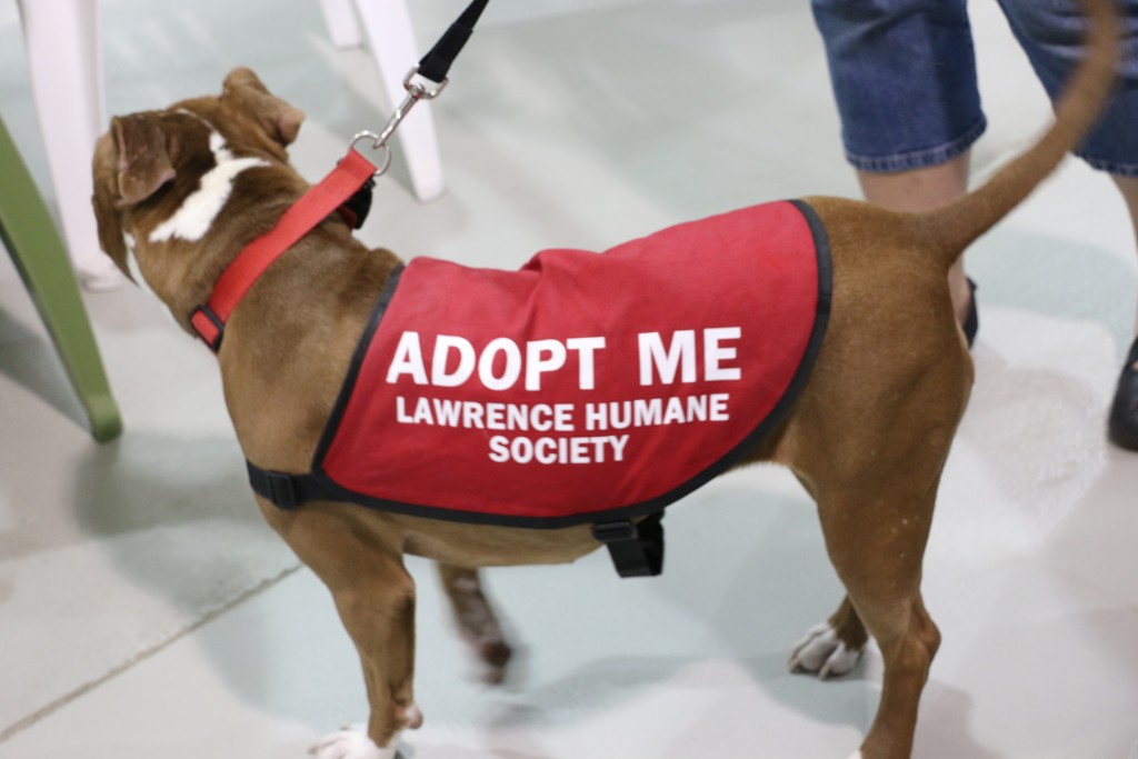 The Lawrence, Kansas Humane Society brought along adoptable furry friends to the dodgeball game!